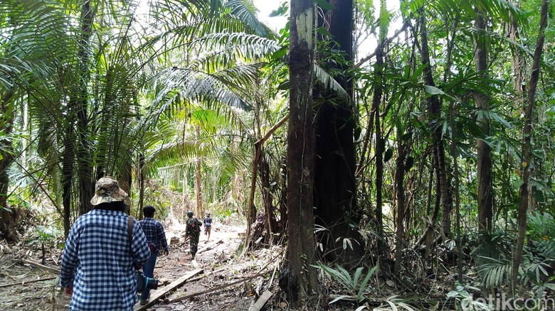 Pepohonan Ditebang dan Hewan Diburu di Hutan Perbatasan Pepohonan Ditebang dan Hewan Diburu di Hutan Perbatasan
