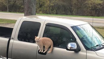 Ketika si kucing bisa punya tingkat keseimbangan tinggi. (Foto: Boredpanda)