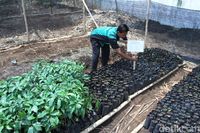 Menanam Kopi Menjadi Mata Pelajaran SMK PPN Sumedang