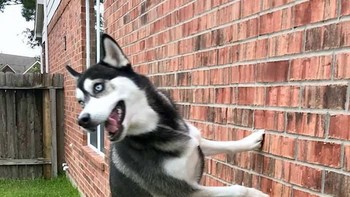 Anjing ini bisa berpijak di dinding tanpa jatuh. (Foto: Boredpanda)