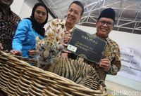  Kenalkan, Donggalah Si Bayi Harimau Benggala di Bunbin Bandung