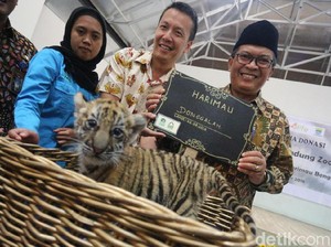 Belum Makan Daging, Bayi Harimau Donggalah Masih Diberi Susu