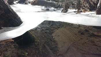 Kejadian alam yang unik, lapisan es salju yang melingkari pohon tanpa menyentuh tanah. (Foto: Boredpanda)