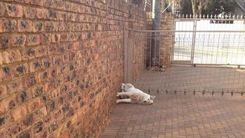 Wah, anjingnya bisa berdiri di tembok. (Foto: Boredpanda)