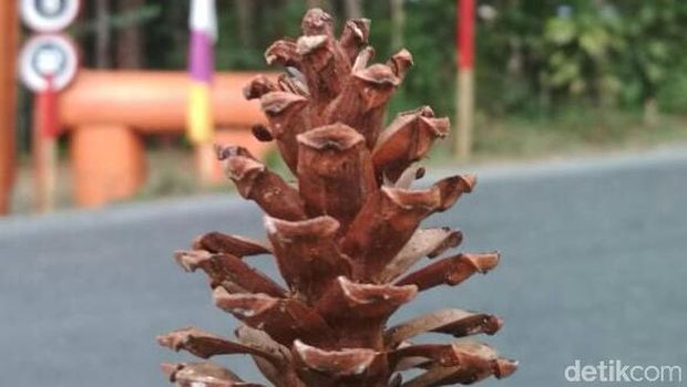 Hebat! Siswi Ini Manfaatkan Bunga Pinus Jadi Penjernih Air