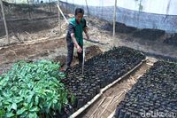 Sumedang Typical Bojingseungit Coffee Grown by PPN Middle School Students