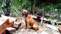 Sensasi Nyeker di Hutan Tapal Batas, Dipandu Agung Berkaki Empat