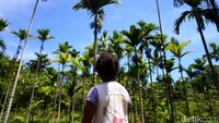 Nobi mulai mengamati setiap pohon pinang yang akan diburunya.
