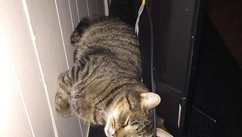 Kucing ini seolah berdiri di dinding. (Foto: Boredpanda