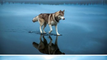 Anjing husky ini seolah bisa berjalan di permukaan air laut. (Foto: Boredpanda)