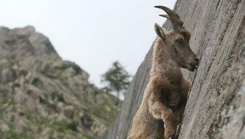 Kambing gunung yang memanjat tebing gunung tapa memijakkan kaki. (Foto: Boredpanda)