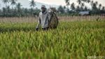 Petani Sigi Panen Padi Usai Gempa
