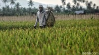 Deretan sawah yang siap panen.