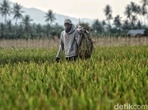Mengintip Panen Perdana Bebas Pestisida di Oku Timur