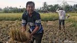 Petani Sigi Panen Padi Usai Gempa
