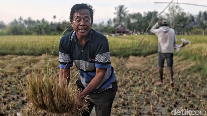 Foto: Pradita Utama Foto: Pradita Utama
