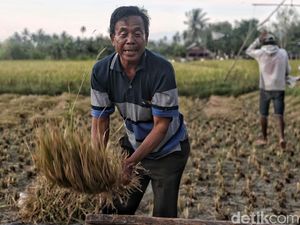 Panen Padi saat Musim Hujan, Ini Prediksi Beras yang Dihasilkan