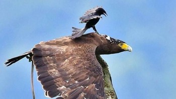 Mungkin burung kecil sedang malas terbang, Foto: Brightside