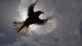 Siluet burung yang keren. Foto: Brightside