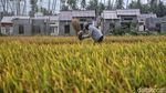 Petani Sigi Panen Padi Usai Gempa