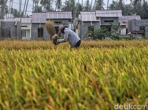 Kementan Prediksi Luas Tanam di Sulteng Berkurang Akibat Gempa