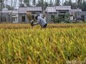 Respons Petani soal Metode Baru BPS Tentukan Data Produksi Beras Respons Petani soal Metode Baru BPS Tentukan Data Produksi Beras