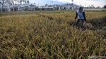 Petani Sigi Panen Padi Usai Gempa