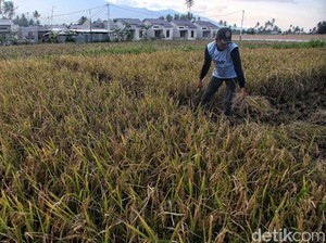 Kementan Klaim Selama 4 Tahun Ada Perbaikan Kesejahteraan Petani