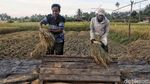 Petani Sigi Panen Padi Usai Gempa