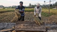 Menurut petani pasca gempa yang melanda Palu beberapa waktu lalu tidak menghentikan proses panen padi di desa tersebut.