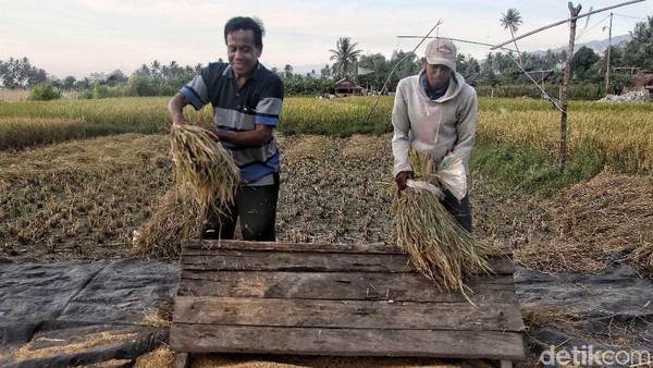 Petani Sigi Panen Padi Usai Gempa