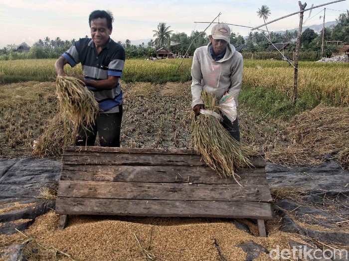 12 Provinsi akan Jadi Tumpuan Produksi Beras RI