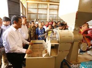Dorong Ekspor, Kementan Fokus Kembangkan Beras Khusus