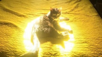 Kucing ini menjadi yang terpilih. Foto: Brightside