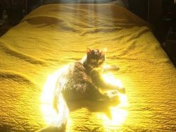 Deretan Foto Memukau Diambil Saat Momen yang Tepat