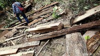 Di tengah perjalanan tim Tapal Batas detikcom sering menjumpai kayu-kayu sisa dari para penebang liar yang dibiarkan begitu saja.