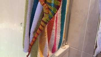 Bunglon mengikuti pola warna handuk. Foto: Brightside