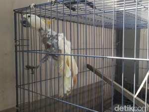 Kakatua Jambul Kuning Diserahkan ke BKSDA Jember, Begini Kondisinya