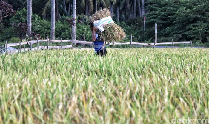 Foto: Pradita Utama Foto: Pradita Utama