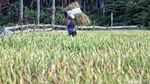 Petani Sigi Panen Padi Usai Gempa