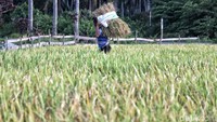 Kawasan ini tidak mengalami kerusakan parah akibat gempa.