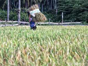 Kementan Akan Bagikan 244 Ton Benih Padi Demi Pemulihan Palu