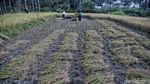 Petani Sigi Panen Padi Usai Gempa