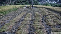 Pasca gempa, warga di desa ini mulai beraktivitas normal.