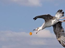 Deretan Foto Memukau Diambil Saat Momen yang Tepat