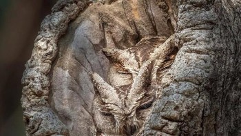 Kamuflase yang keren. Foto: Brightside