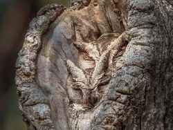 Deretan Foto Memukau Diambil Saat Momen yang Tepat