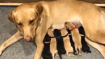 Tersusu rapih. Foto: Brightside