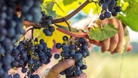 Alpukat, anggur dan pisang adalah buah berdaging yang dihasilkan dari putik bunga tunggal, sehingga secara teknis bisa dikatakan sebagai buah berry. Foto: iStock