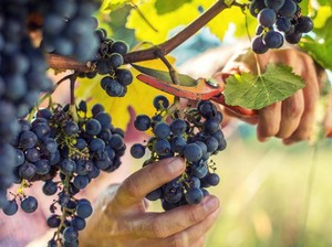 Anggur hingga Sereal Jagung Paling Banyak Diimpor RI di September